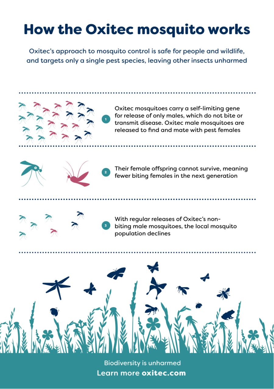 How the Oxitec mosquito works leaflet